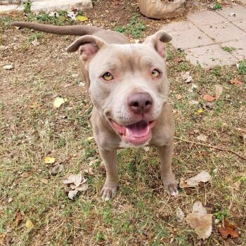 Blue Lacy and Mixed Breed Dogs Available for Adoption in Austin, Texas - Oogie | PetCurious