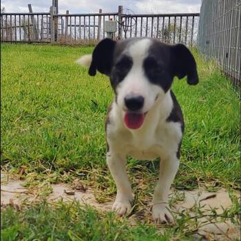 Rescue Jack Russell Terrier Dogs for Adoption in Seguin, Texas - Captain Jack | PetCurious
