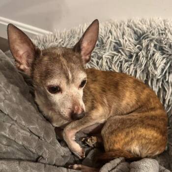 Mixed Breed Dogs Available for Adoption - Count Cuddleworth | PetCurious