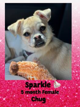 Rescue Chug Dogs for Adoption in Mesa, Arizona - SPARKLE – 5 MONTH FEMALE CHUG @ KIWANIS PARK IN TEMPE ON SATURDA | PetCurious