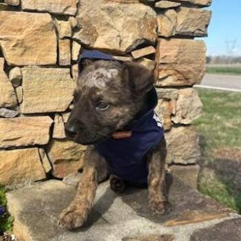 Mixed Breed Dogs Available for Adoption in Pulaski, Tennessee - Spark Plug | PetCurious