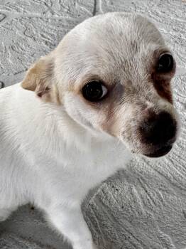 Chihuahua Dogs Available for Adoption in Fort Myers Beach, Florida - Just A Sweet Little Guy!!! | PetCurious