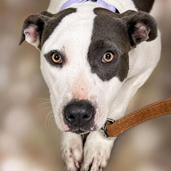 Dublin -  Pit Bull Terrier Dog for Adoption in East St. Louis, Illinois - Dublin | PetCurious