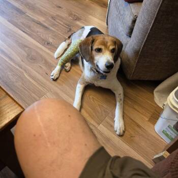 Buddy - fostered in Topeka area -  Beagle Dog for Adoption in Overland Park, Kansas - Buddy - Fostered In Topeka Area | PetCurious