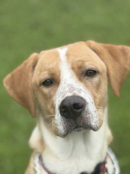 Rescue Vizsla and Beagle Dogs for Adoption in Attalla, Alabama - Hoss | PetCurious