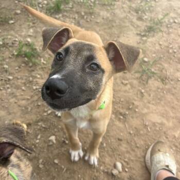 Messi -  Black Mouth Cur and Golden Retriever Dog for Adoption in Klein, Texas - Messi | PetCurious