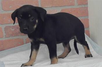 A2087634 -  Staffordshire Bull Terrier and Mixed Breed Dog for Adoption in Houston, Texas - A2087634 | PetCurious