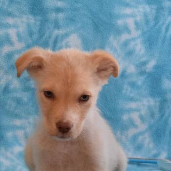 Terrier and Labrador Retriever Dogs Available for Adoption - *Greenway Male 1* | PetCurious