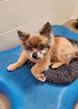 Tator -  Pomeranian Dog for Adoption in Houghton Lake, Michigan - Tator | PetCurious