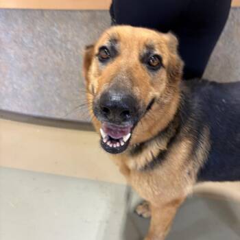 Mixed Breed Dogs Available for Adoption in Winston-salem, North Carolina - Winona | PetCurious