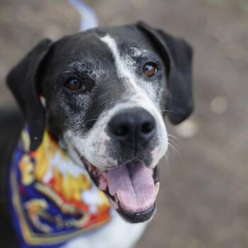 CHANEL -  Hound Dog for Adoption in San Antonio, Texas - CHANEL | PetCurious