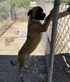 Butterfly -  Black Mouth Cur and Mixed Breed Dog for Adoption in Fresno, California - Butterfly | PetCurious