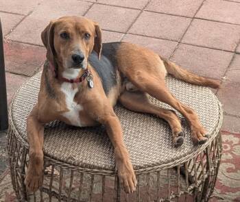 Rescue Hound Dogs for Adoption in New Bern, North Carolina - Brody | PetCurious