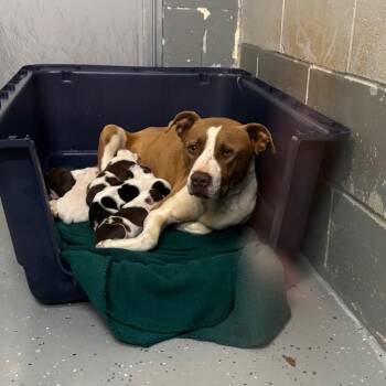 Gypsie -  Terrier and Mixed Breed Dog for Adoption in Galax, Virginia - Gypsie | PetCurious