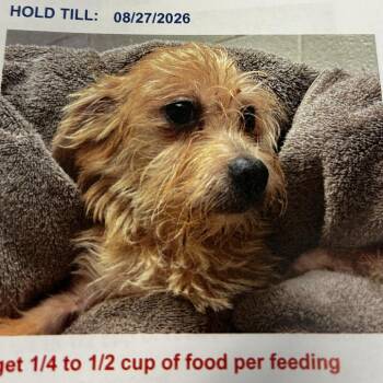Rocky -  Cairn Terrier and Mixed Breed Dog for Adoption in Jupiter, Florida - Rocky | PetCurious