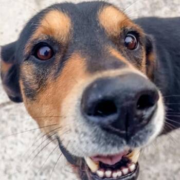 Midnight -  Mixed Breed Dog for Adoption in Alabaster, Alabama - Midnight | PetCurious