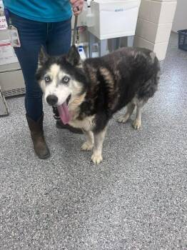 Apollo -  Siberian Husky Dog for Adoption in Burgaw, North Carolina - Apollo | PetCurious