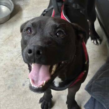 Dove -  Chocolate Labrador Retriever and Pit Bull Terrier Dog Available for Adoption in St. Helena, California - Dove | PetCurious