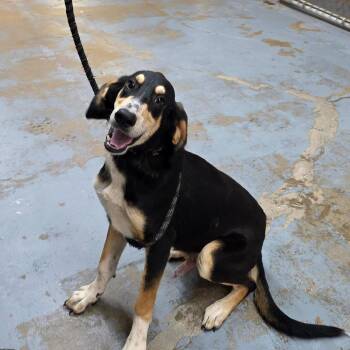Goofy -  Mixed Breed Dog for Adoption in Duncan, Oklahoma - Goofy | PetCurious