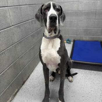 Great Dane Dogs Available for Adoption - Levi | PetCurious
