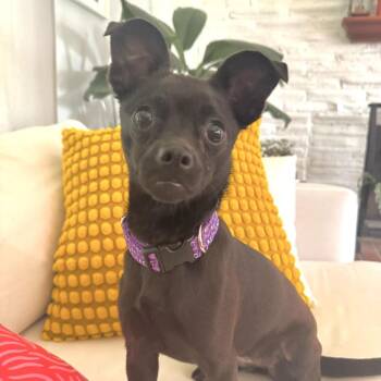 Berklie -  Chihuahua and Mixed Breed Dog for Adoption in Lenexa, Kansas - Berklie | PetCurious