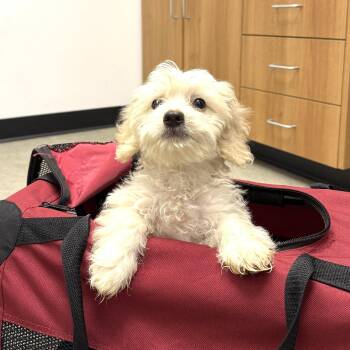 Rabbit -  Maltese Dog for Adoption in Los Angeles, California - Rabbit | PetCurious