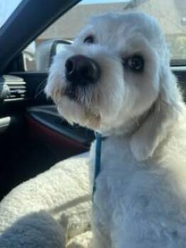 Cocker Spaniel and Miniature Poodle Dogs Available for Adoption - Quinn | PetCurious