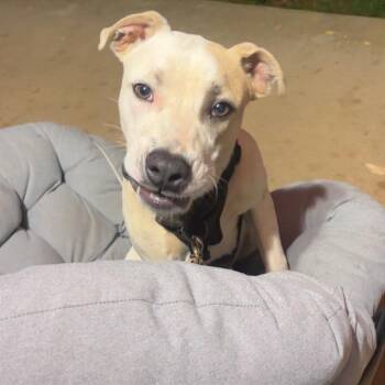 Kermit -  Mixed Breed Dog for Adoption in Asheville, North Carolina - Kermit | PetCurious