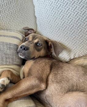 Snickerdoodle -  Catahoula Leopard Dog Dog Available for Adoption in Colorado Springs, Colorado - Snickerdoodle | PetCurious