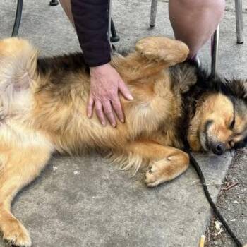 Mixed Breed Dogs Available for Adoption in Madison, Wisconsin - Lola | PetCurious