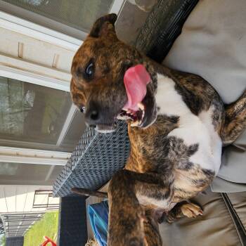 Rescue Pit Bull Terrier Dogs for Adoption in Owasso, Oklahoma - Queen | PetCurious