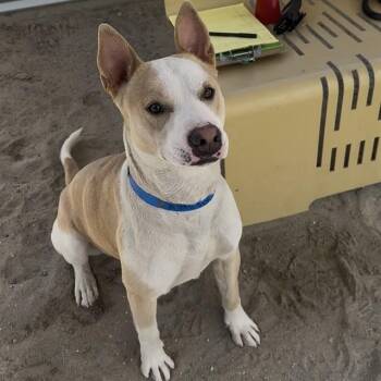 Pit Bull Terrier and Mixed Breed Dogs Available for Adoption in Thousand Palms, California - TANNER | PetCurious