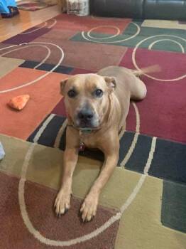 Coco  (Mom of Ten Litter ) -  Pit Bull Terrier and Mixed Breed Dog for Adoption - Coco  (Mom Of Ten Litter ) | PetCurious