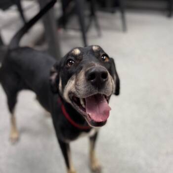 Hound and Mixed Breed Dogs Available for Adoption - Casey | PetCurious