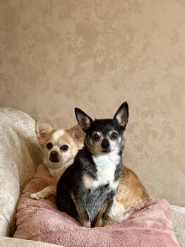 Rescue Chihuahua Dogs for Adoption in Branford, Connecticut - OPIE & JAX | PetCurious
