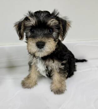 Yogi -  Yorkshire Terrier and Maltipoo Dog for Adoption in Cypress, California - Yogi | PetCurious