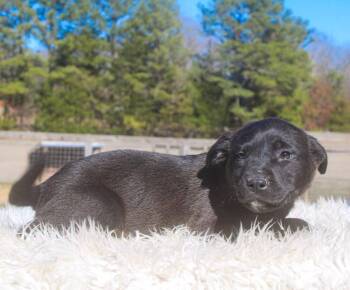 Mixed Breed Dogs Available for Adoption - Glory | PetCurious