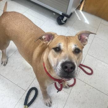 Mixed Breed Dogs Available for Adoption - Sugar (Bonded To Honey)(Adoption Fee Sponsored) | PetCurious