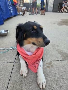 Mikey -  Australian Shepherd and Border Collie Dog for Adoption in West Peoria, Illinois - Mikey | PetCurious