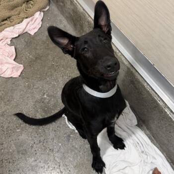 Timmy No Brakes -  Shepherd and Mixed Breed Dog for Adoption in Los Angeles, California - Timmy No Brakes | PetCurious