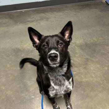 Rescue Mixed Breed Dogs for Adoption in Dekalb, Illinois - Fireball | PetCurious