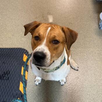 Labrador Retriever and Mixed Breed Dogs Available for Adoption in Council Bluffs, Iowa - Ping | PetCurious