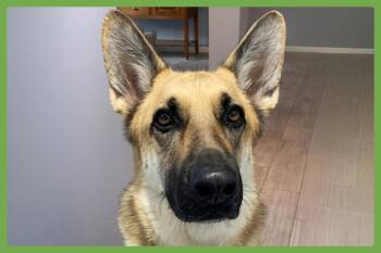 Omaha -  German Shepherd Dog Dog for Adoption in Amherst, Massachusetts - Omaha | PetCurious