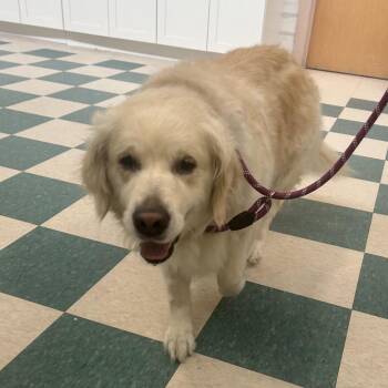 Tokyo -  Golden Retriever Dog for Adoption in Bedford, New Hampshire - Tokyo | PetCurious