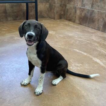 Poppy -  Hound Dog for Adoption in Heber Springs, Arkansas - Poppy | PetCurious