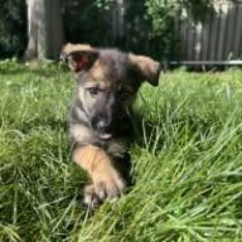 Pickles -  German Shepherd Dog and Husky Dog for Adoption in Appin, Ontario - Pickles | PetCurious