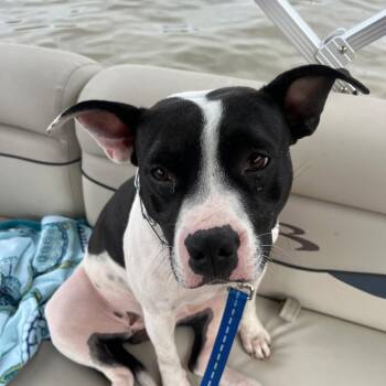 Pit Bull Terrier Dogs Available for Adoption in Lemont, Illinois - Peony | PetCurious