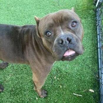 Mazie -  Mixed Breed Dog for Adoption in Palm Harbor, Florida - Mazie | PetCurious