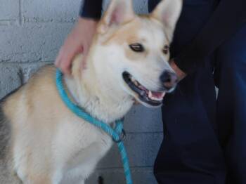 Rescue Siberian Husky and German Shepherd Dog Dogs for Adoption - Minnie | PetCurious