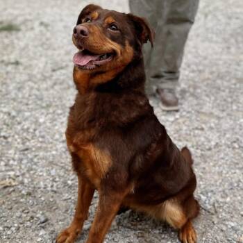 Shepherd and Mixed Breed Dogs Available for Adoption - Sparrow | PetCurious